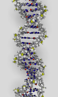 Deoxyribonucleic acid, or DNA