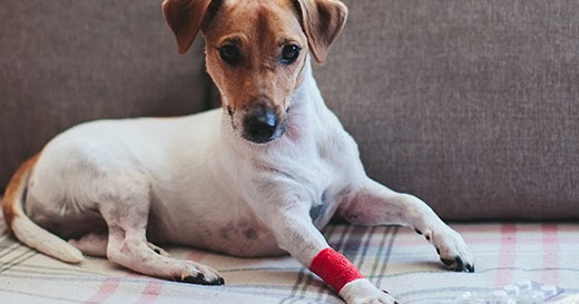 Dog Food For Diarrhea Prone Dogs Dog Food For Diarrhea Prone Dogs
