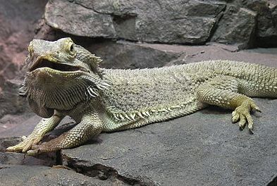 best basking rock for bearded dragon
