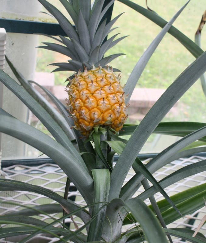 Растение похожее на ананас. Цветок похожий на ананас. Комнатный цветок похожий на ананас. Комнатное растение похожее на ананас.