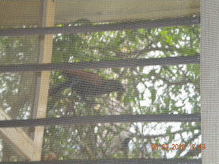 window with coucal