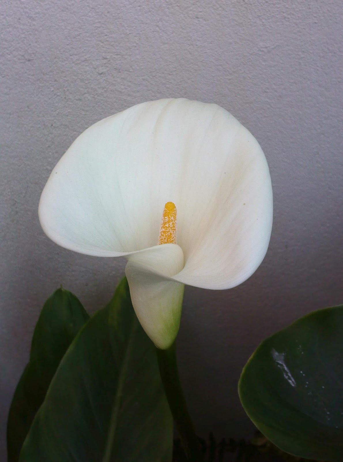 La Tierra desconocida: Nociones generales de botánica isleña.