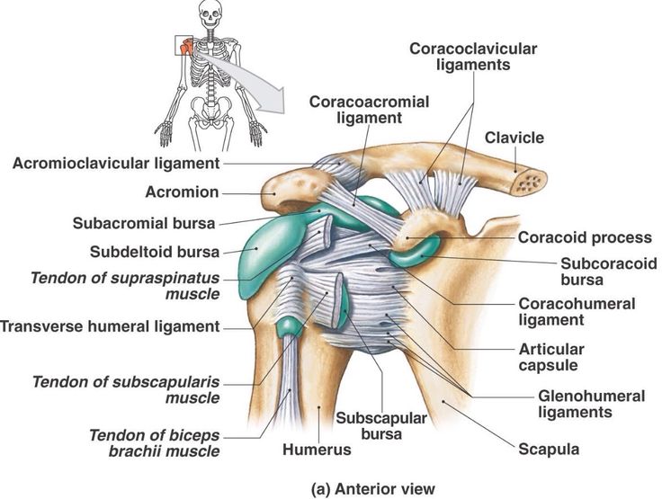 Shoulder Joint Anatomy
