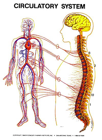 Zone Healing: Circulatory System / Zone 6