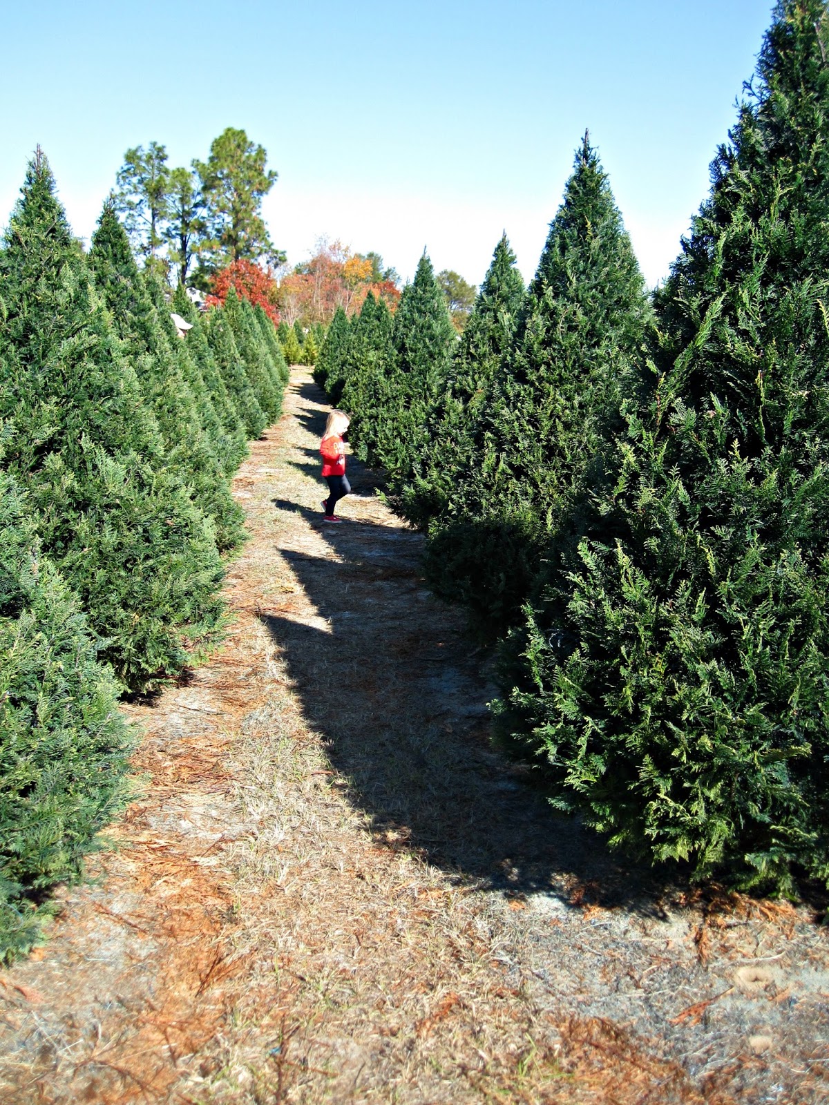 top 28 gays christmas tree farm gay s christmas tree top 28 gays christmas tree farm gay s christmas tree