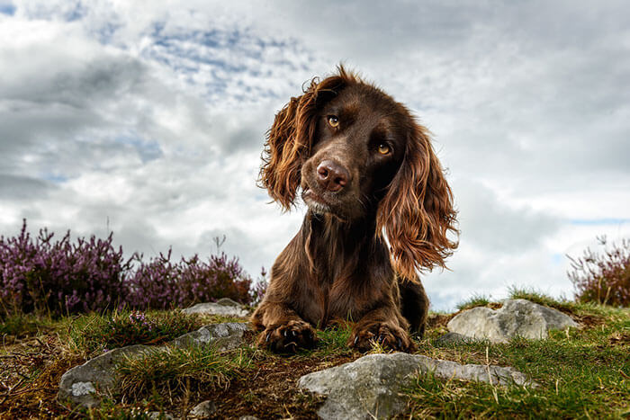 These Are The Dog Photographer of the Year 2018 Winners: 40 Photographs Every Dog Lover Will Fall For