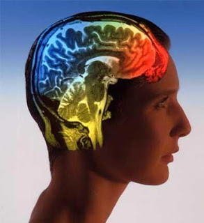 Αντίληψη - Η στροφή των νευροεπιστημών στη γνωστική λειτουργία. Νευροεπιστήμη - Εγκέφαλος. 
