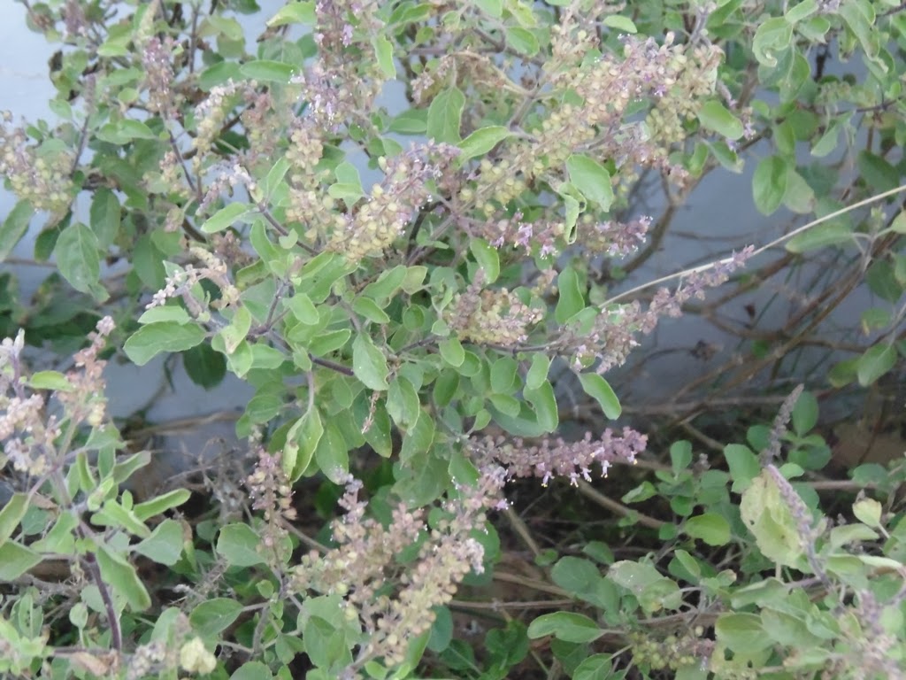 Best Tips For Growing Holy Basil (Tulsi) INDOOR HOUSE PLANT GUIDE