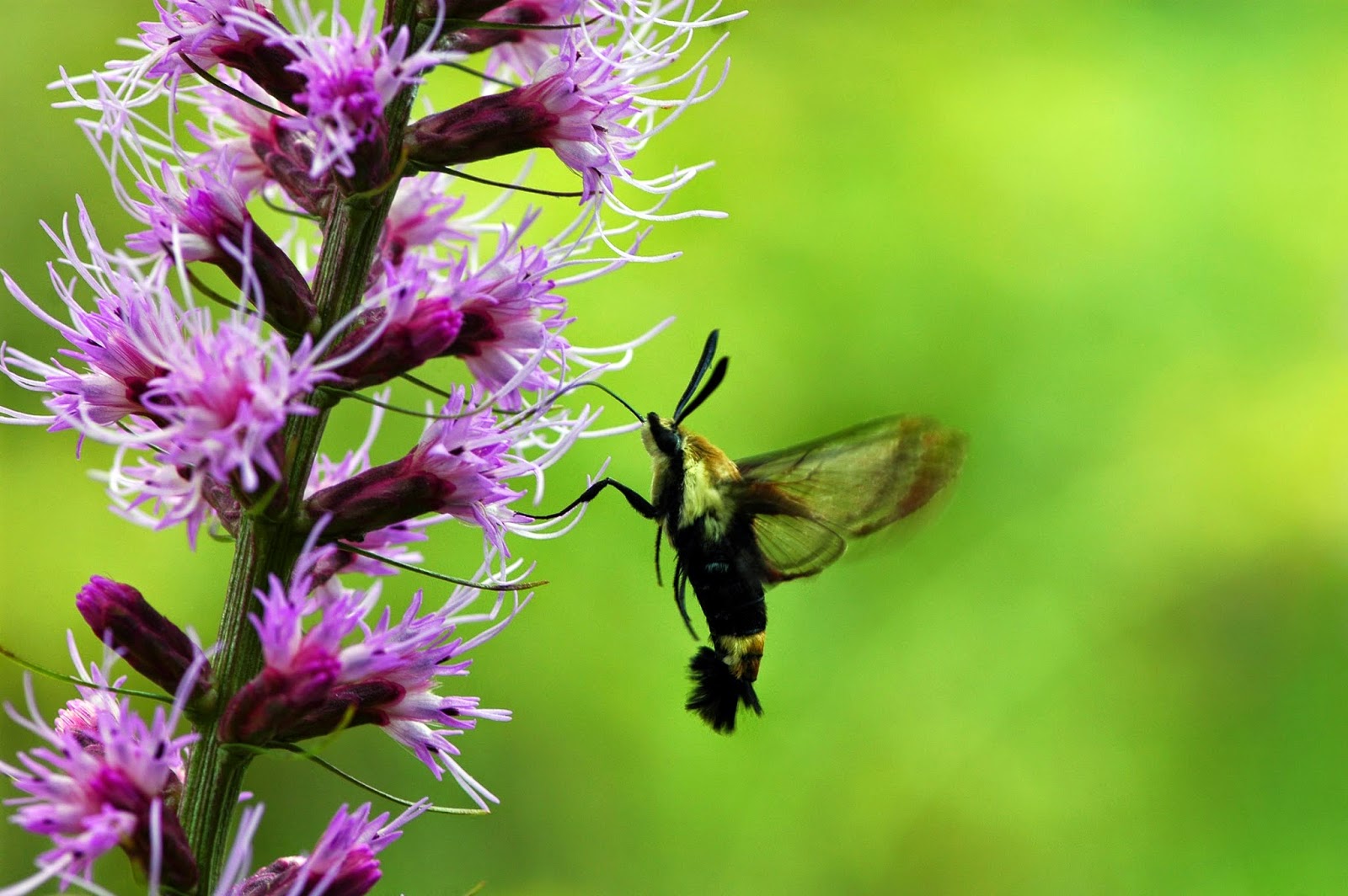Field Biology in Southeastern Ohio: A Prairie Insect Walk