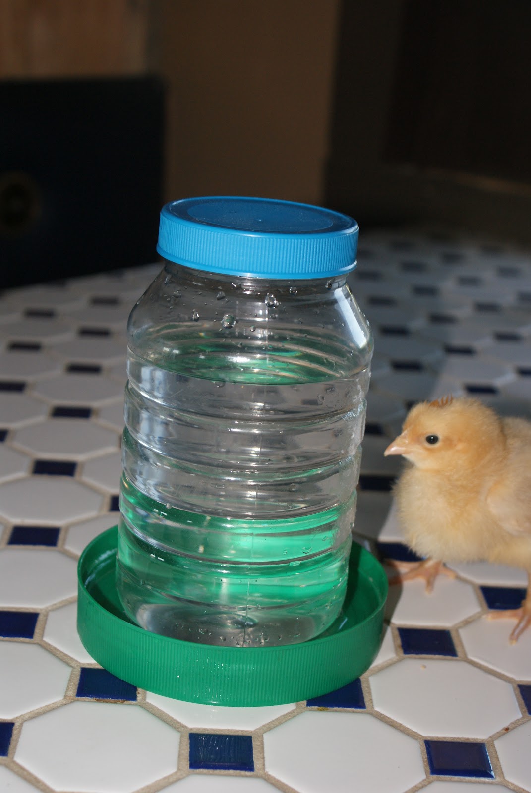 off-the-grid-at-30-frugal-tuesday-a-quick-diy-chick-feeder-waterer