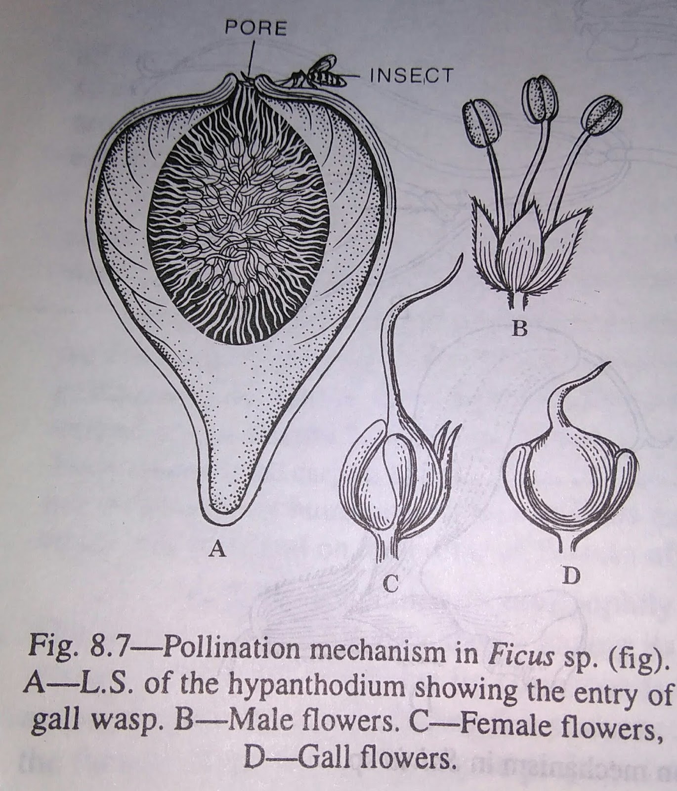 Pollination Mechanisms in (a) Salvia, (b) Calotropis, (c) Ficus, (d