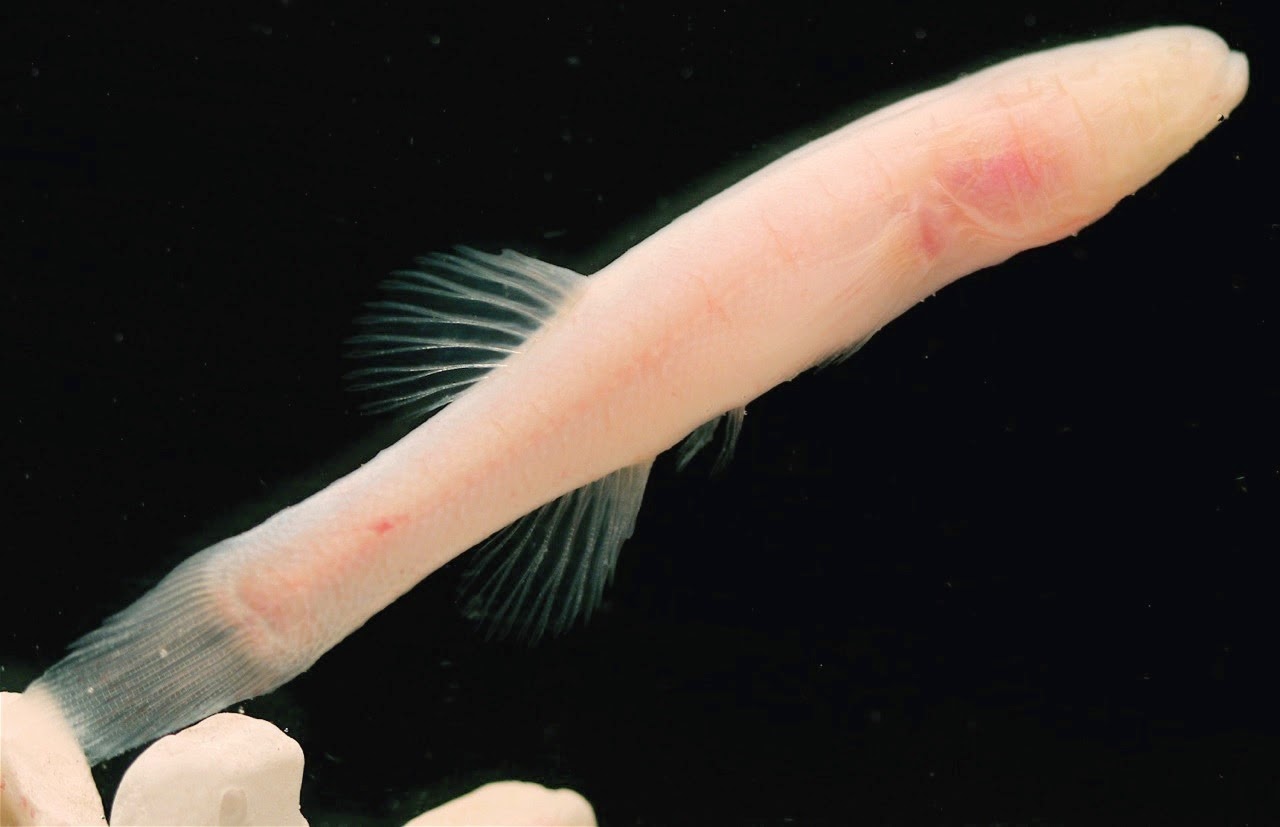 http://sciencythoughts.blogspot.co.uk/2014/06/a-new-species-of-blind-cavefish-from.html