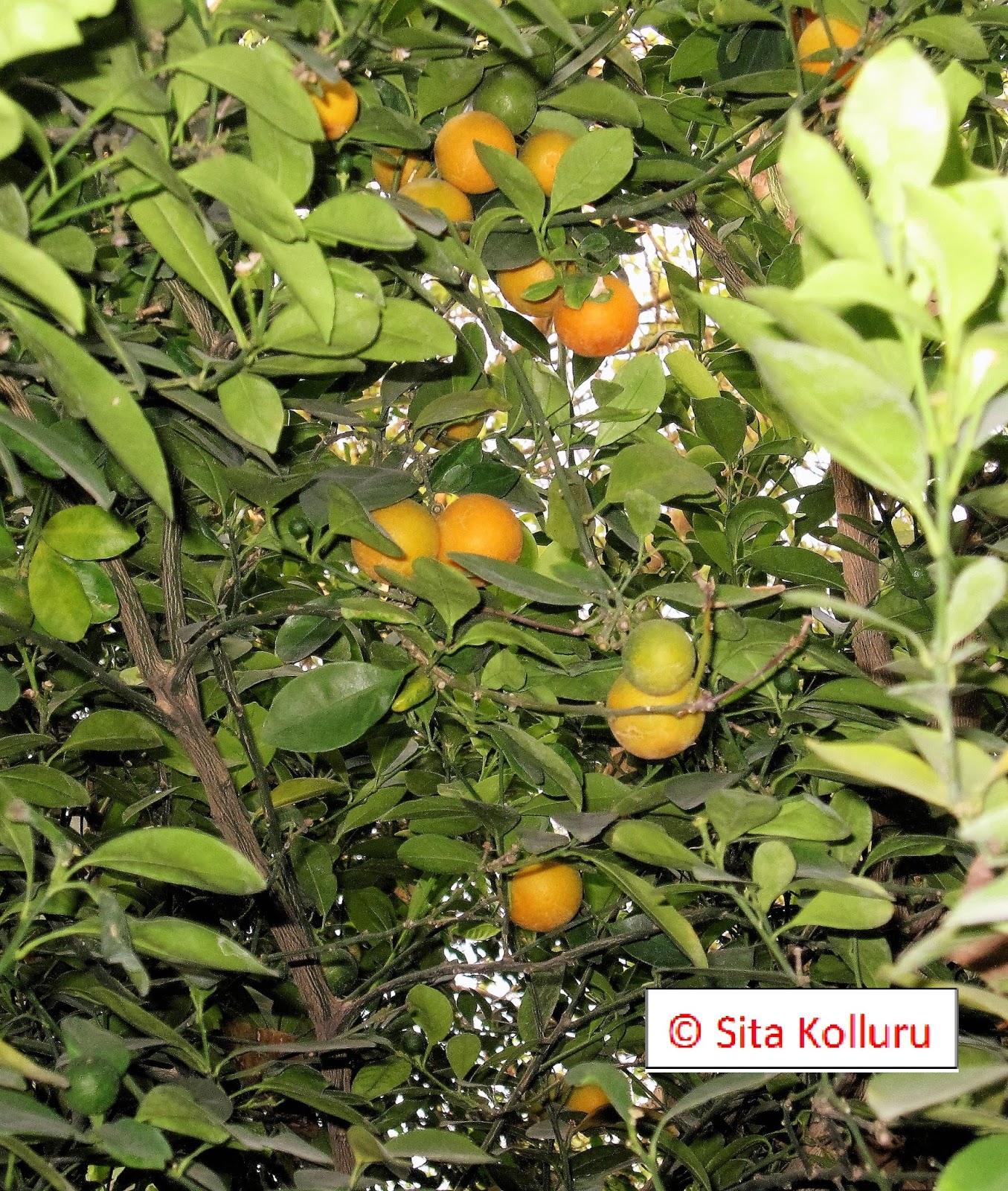 My Image 26
