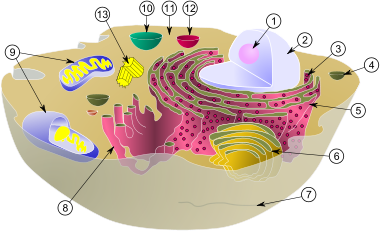 Bacterias Y Aparato Digestivo : Dominio Eukarya