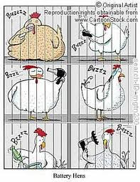 Wallpaper Chicken cartoon