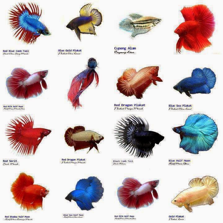 Betta Prints DIFERENTES COLAS DE BETTAS betta-prints-diferentes-colas-de-bettas