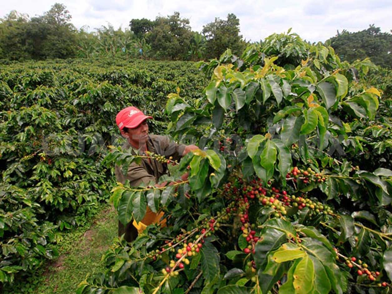 Café de México Producción de café en México comienza recuperación