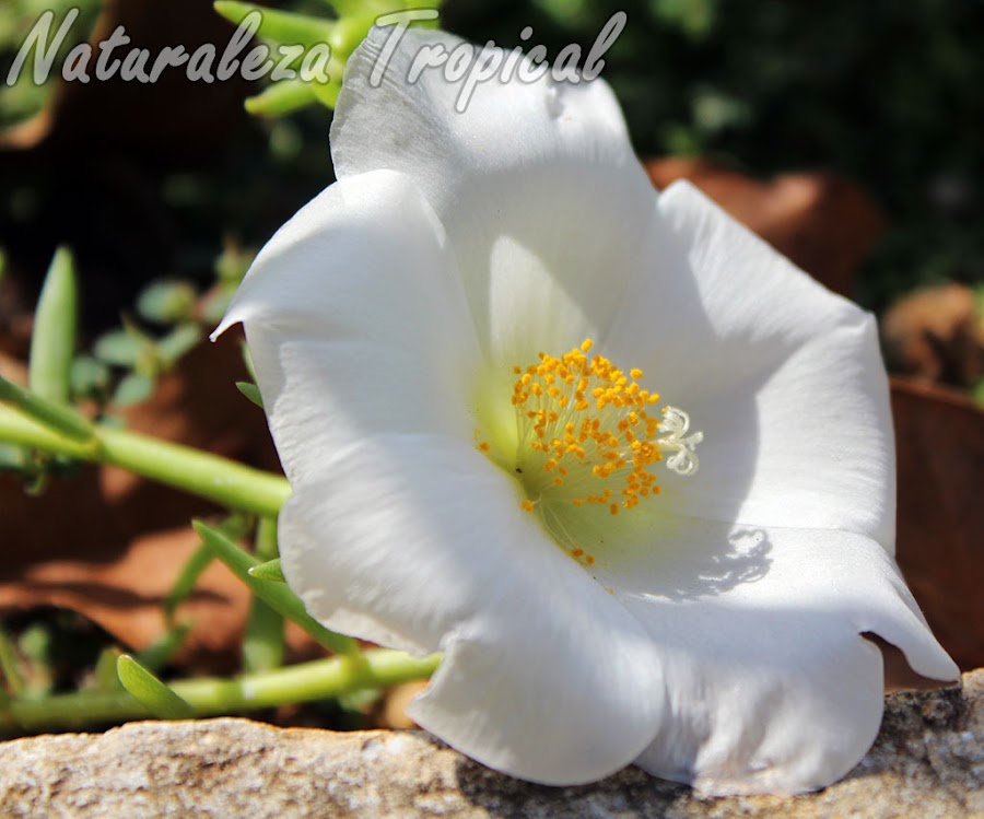 Variedad blanca de la flor de la Verdolaga de Flor, Portulaca grandiflora