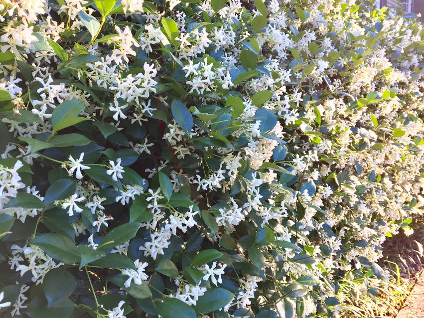 The Uptown Acorn The Scent of Uptown {Jasmine}