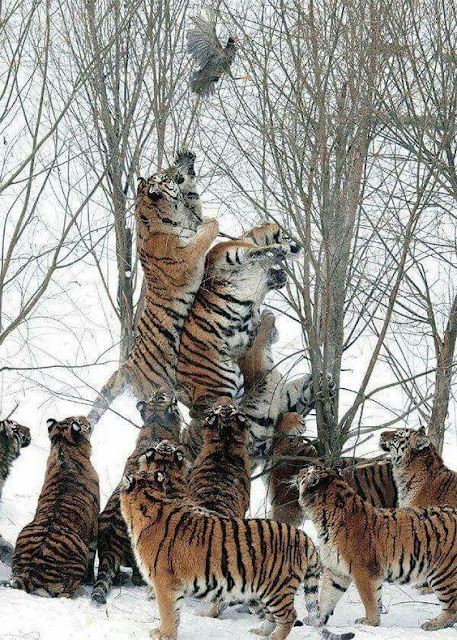 Tigers Hunting