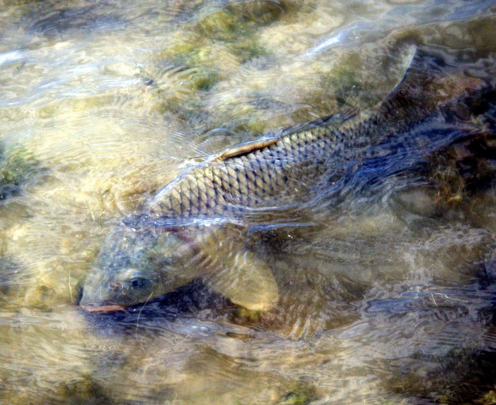 Colorado Fly Fishing Reports Fly Fishing For Carp (Directory)