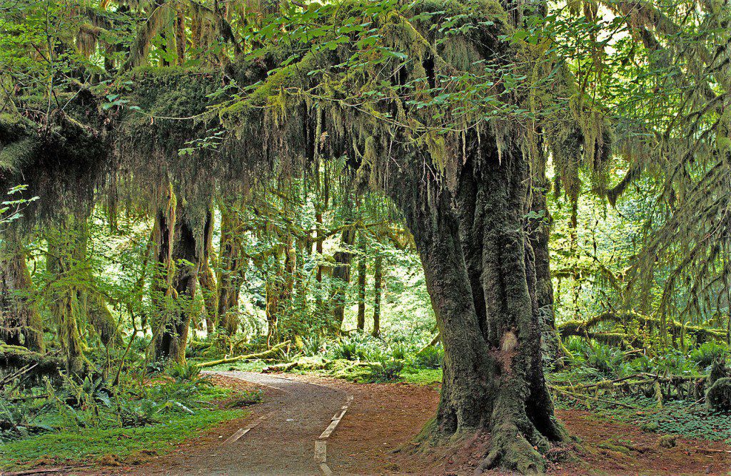 9 Gambar Pemandangan Hutan yang Indah | Gambar Pemandangan