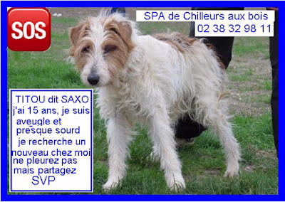 gros SOS pour TITOU dit SAXO - fox terrier 15 ans  (aveugle)  Eligible FALD - de Chilleurs aux Bois (45) -  Spa de Thionville (57)  TITOU