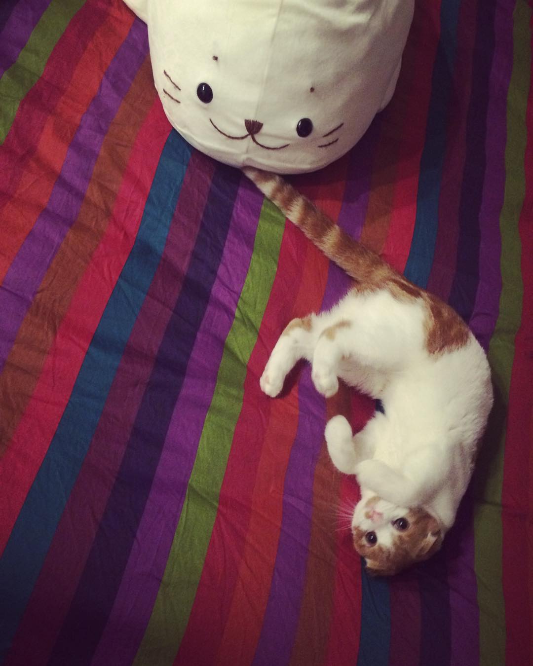 강지영네 고양이 | 인스티즈