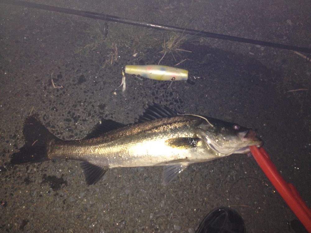 American saltwater lures can catch Japanese fish? (No. 202) Japanese