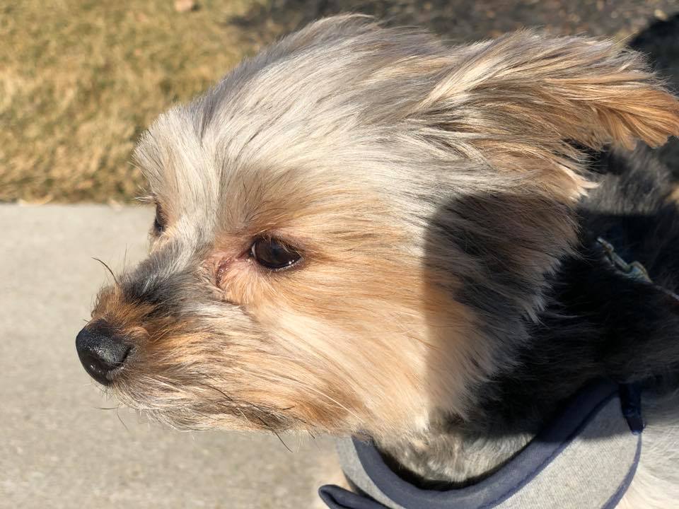 windy day walk the dog