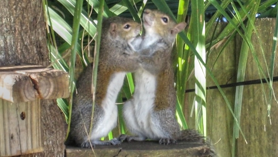 Backyard Birding....and Nature Cute Young Squirrels Playing