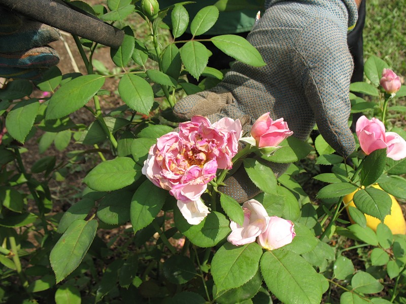 Чем можно обрабатывать розы. Обработать розы. Болезни садовых роз. Обработка роз от болезней. Инфекционный ожог на розах весной.