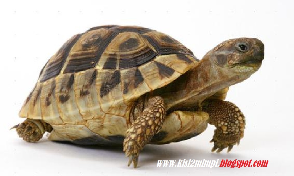 15+ 1001 Mimpi Kura Kura