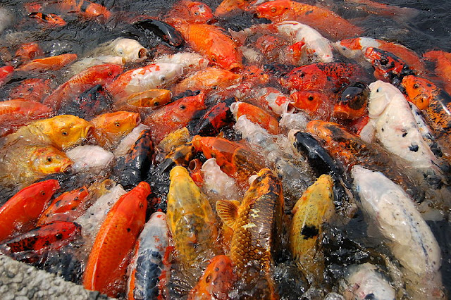 koi fish in feeding frenzy