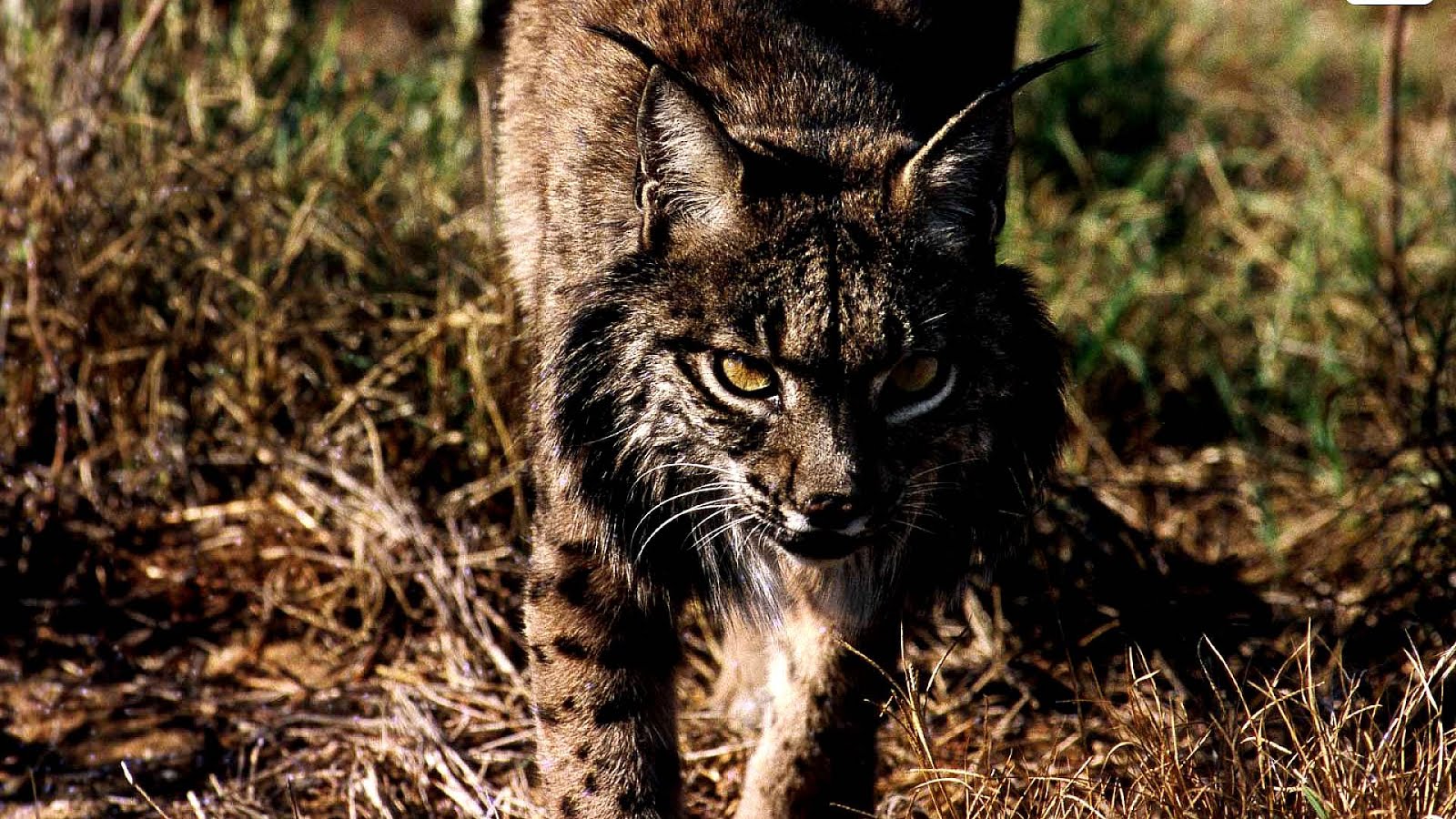 Why Is The Iberian Lynx Endangered Danger Choices