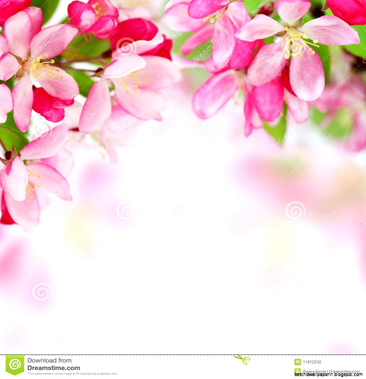 Soft Spring Apple Flowers Background Stock Photography   Image