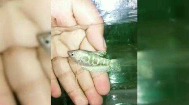 Subhanallah, Ikan Sepat Berlafadz Allah di Bogor Hebohkan Dunia, Ini Penampakannya