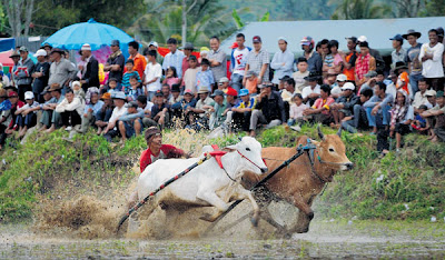 Perlumbaan lembu