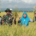 Babinsa Koramil 12/Kedungreja Bersama PPL dan Poktan "Pondok Pule" Melaksanakan Panen Ubinan