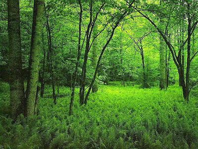 Jardines Que Me Gustan: mayo 2015