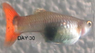 ikan guppy hamil