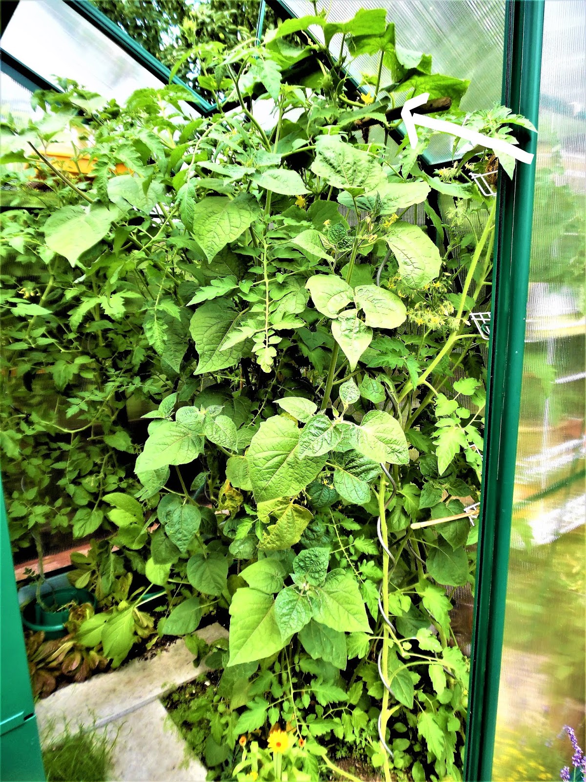 Heidis grüne Ecke: Gewächshäuser für kleine Gärten