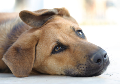 PETstock-Pet-Adoption-Day-2016-sad-dog