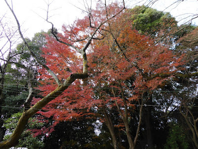 獅子窟寺境内　もみじ　紅葉