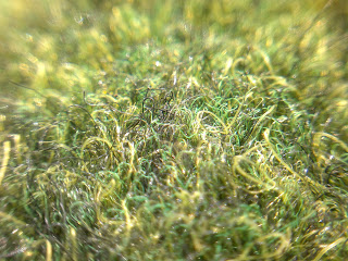 green carpet