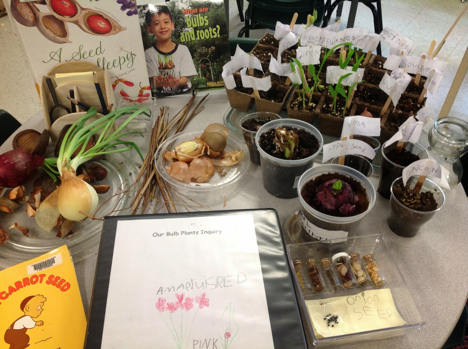 wonders-in-kindergarten-the-importance-of-flowers