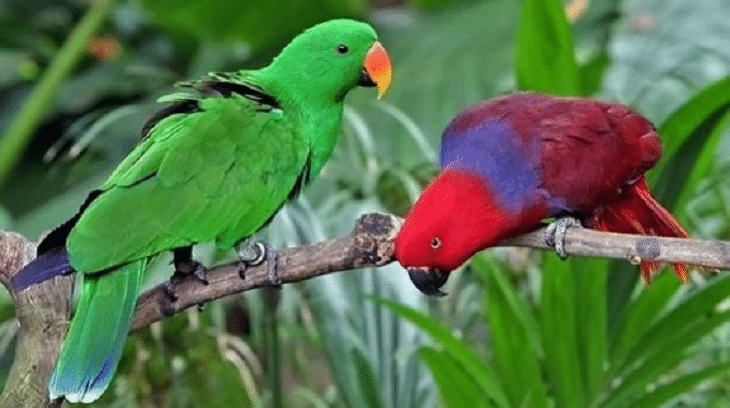 Burung kolibri mempunyai paruh yang runcing dan panjang yang berguna untuk