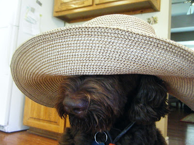 Close shot of Alfie's head wearing my giant straw gardening hat, which is covering all but his snout