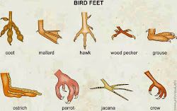 birds bird feet different beaks identification adaptation grouse they newton oakridge campus international reflect habitat eat owl uploaded