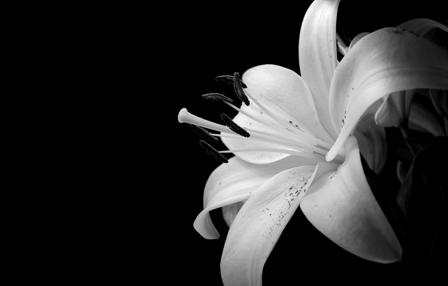 Beautiful Flower Wallpaper Black And White